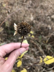 Heliopsis helianthoides