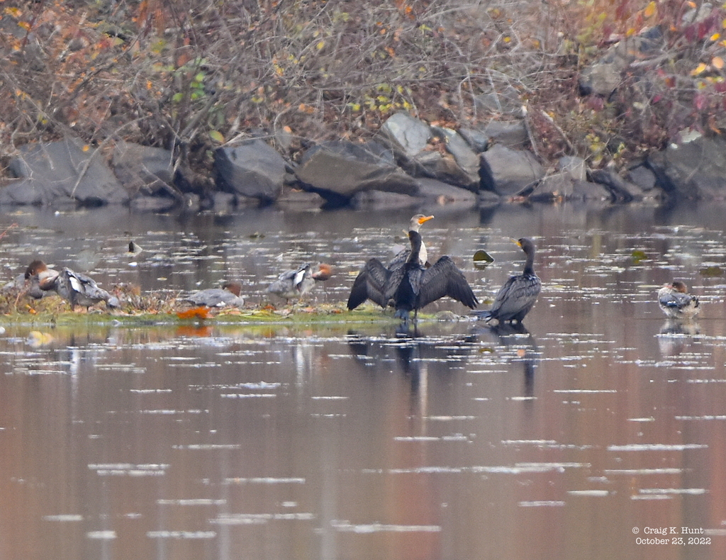 Doublecrested Cormorant from Brattleboro, VT 05301, USA on October 23, 2022 at 0901 AM by