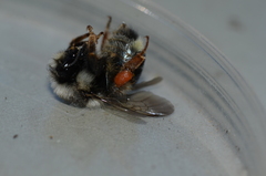 Bombus vancouverensis image