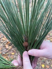 Pinus