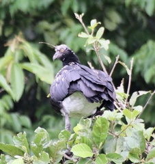 Anhima cornuta