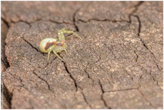 Misumenops callinurus