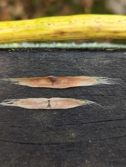 Catalpa
