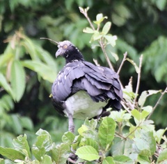 Anhima cornuta