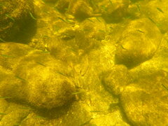 Atheriniformes
