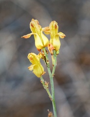 Ehrendorferia chrysantha