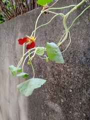 Tropaeolum majus
