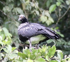 Anhima cornuta