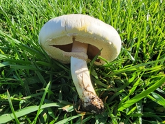 Agaricus xanthodermus