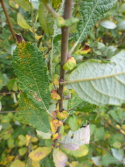 Salix aurita