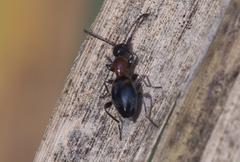 Anthelephila pedestris