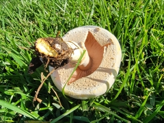 Agaricus xanthodermus