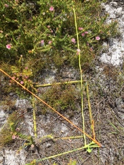Diastella divaricata divaricata