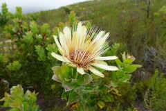 Protea aurea aurea