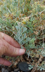 Ehrendorferia chrysantha