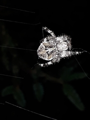 Araneus angulatus