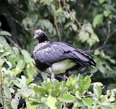 Anhima cornuta