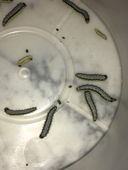 Evergestis rimosalis
