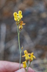 Ehrendorferia chrysantha