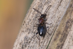 Anthelephila pedestris