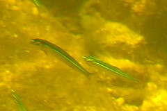 Atheriniformes
