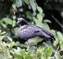 Anhima cornuta