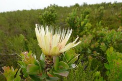 Protea aurea aurea