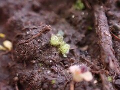 Sphaerocarpos texanus