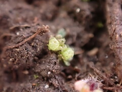 Sphaerocarpos texanus