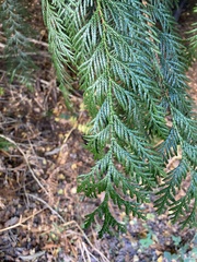 Thuja