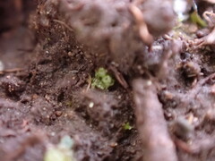 Sphaerocarpos texanus