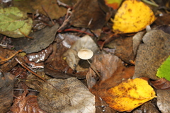 Mycena vitilis