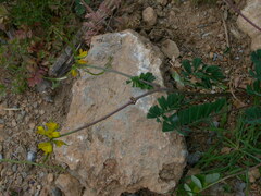 Securigera securidaca