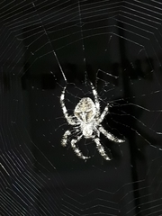 Araneus angulatus