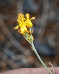 Ehrendorferia chrysantha
