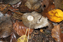 Mycena vitilis