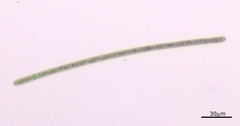 Planktothrix