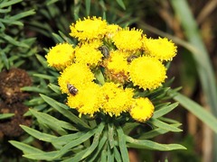 Asteraceae