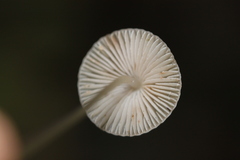 Mycena vitilis
