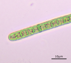 Planktothrix