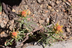 Castilleja arachnoidea