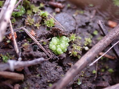 Sphaerocarpos texanus