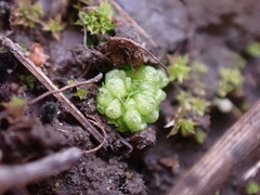 Sphaerocarpos texanus