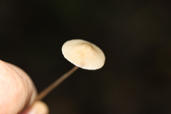 Mycena vitilis