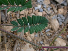 Securigera securidaca