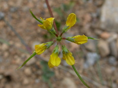 Securigera securidaca