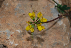 Securigera securidaca