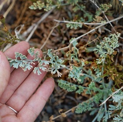 Ehrendorferia chrysantha