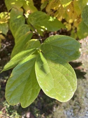 Calycanthus floridus