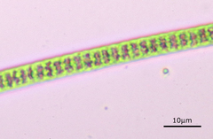 Planktothrix